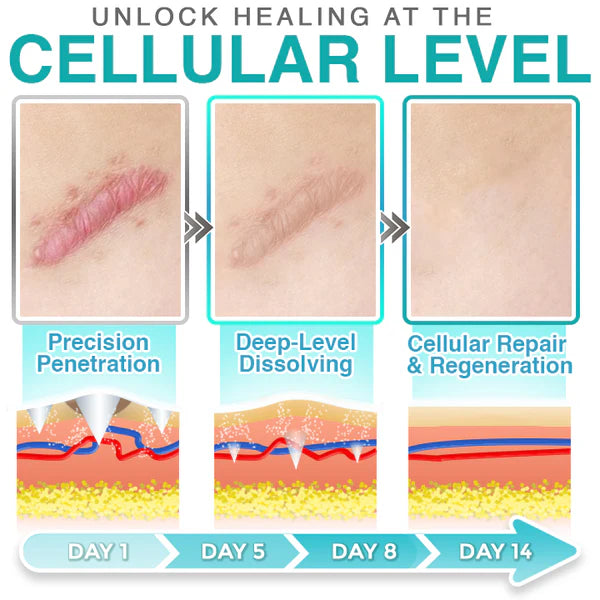 14-Day Cellular Timeline